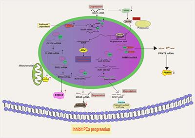 The m6A regulators in prostate cancer: molecular basis and clinical perspective